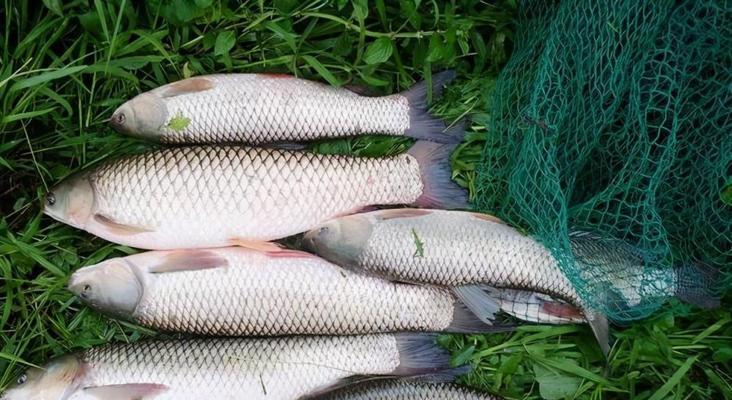 浮钓草鱼技巧钓多深？如何根据季节调整钓深？  第3张