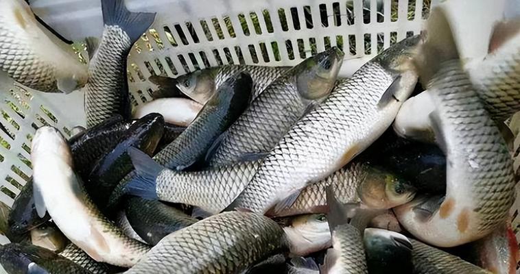 浮钓草鱼技巧钓多深？如何根据季节调整钓深？  第2张