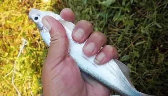 浮钓的钓法和技巧是什么？如何提高浮钓的技巧？  第1张