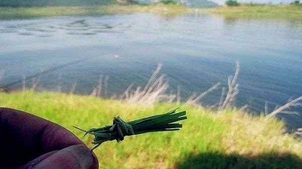 浮钓钓草鱼时如何调整浮漂？掌握这些调漂技巧能提高成功率吗？  第2张
