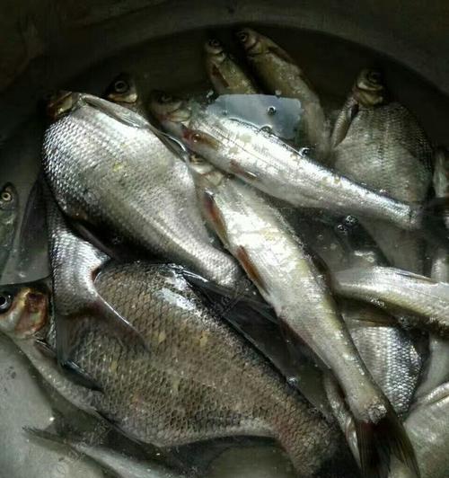 浮钓钓翘嘴技巧有哪些？如何提高浮钓翘嘴的成功率？  第1张
