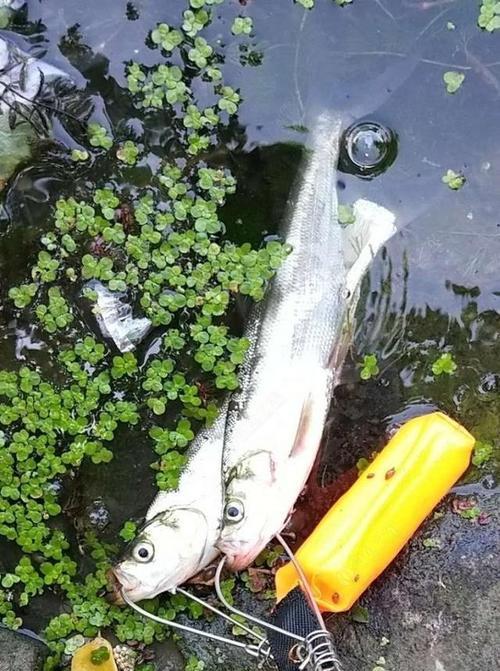 浮钓钓翘嘴技巧有哪些？如何提高浮钓翘嘴的成功率？  第2张
