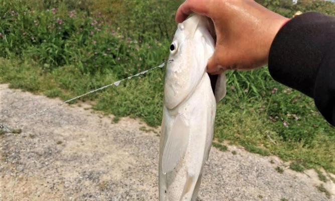 浮钓钓鱼技巧教程？如何快速掌握浮钓技巧？  第3张