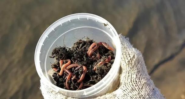 浮钓挂蚯蚓钓鱼技巧有哪些？如何提高浮钓蚯蚓的钓鱼效果？  第3张