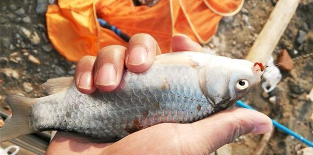 浮钓鲫鱼技巧野钓有哪些？如何提高野钓鲫鱼的成功率？  第3张