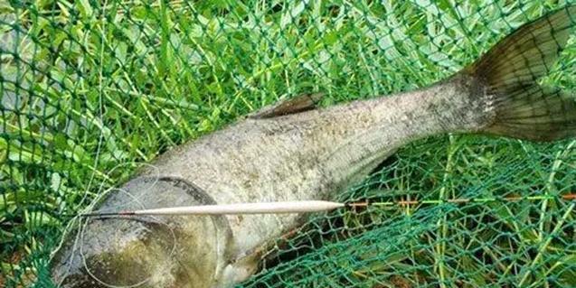 浮钓鲢鳙技巧风浪大时如何应对？  第1张
