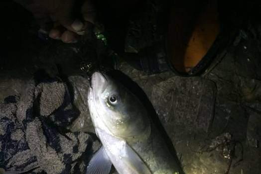 浮钓鲢鳙技巧风浪大时如何应对？  第2张