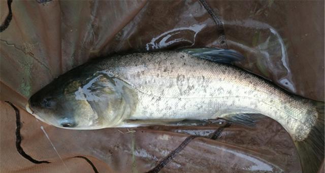 浮钓鲢鳙技巧夜钓怎么掌握？有哪些常见问题及解决方法？  第1张