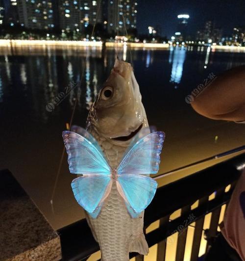 浮钓鲢鳙技巧夜钓怎么掌握？有哪些常见问题及解决方法？  第2张