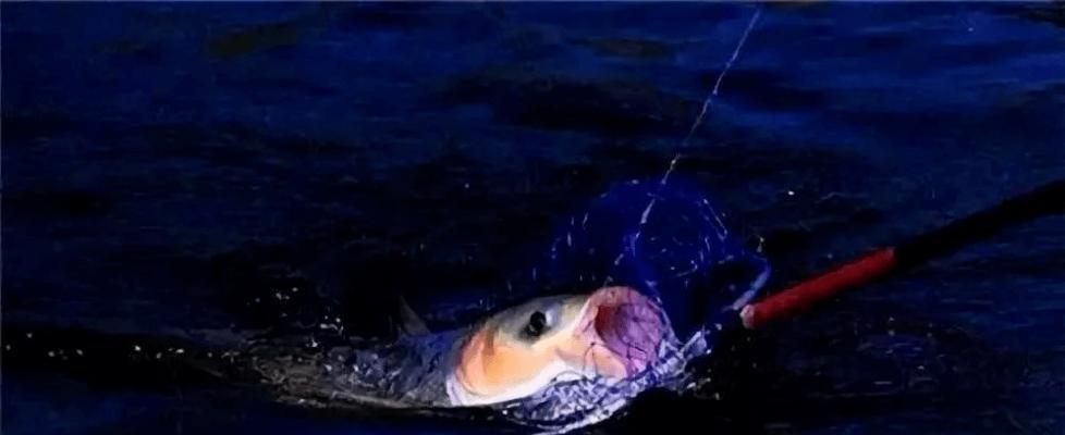 浮钓鲢鳙技巧夜钓怎么掌握？有哪些常见问题及解决方法？  第3张