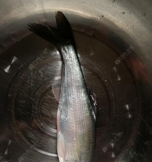 浮钓翘嘴技巧冬季怎样钓鲫鱼？掌握这些方法轻松上钩！  第1张