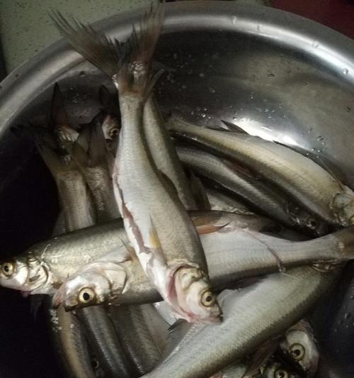 浮钓翘嘴技巧冬季怎样钓鲫鱼？掌握这些方法轻松上钩！  第2张