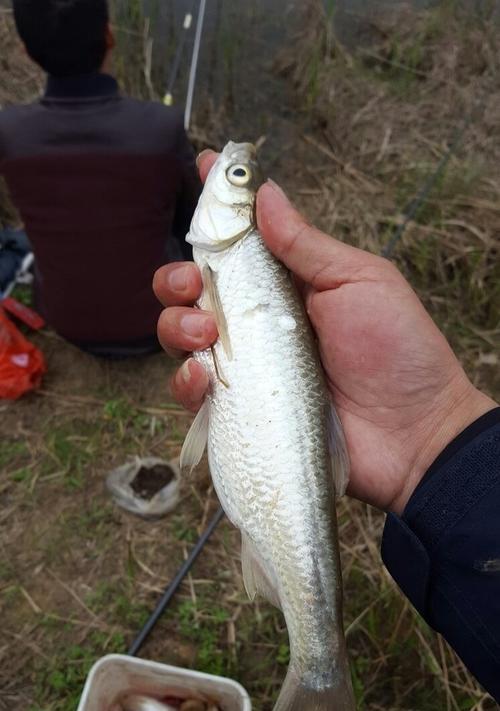 浮钓翘嘴技巧冬季怎样钓鲫鱼？掌握这些方法轻松上钩！  第3张