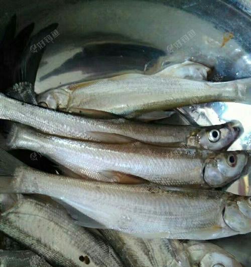 浮钓小翘嘴钓的技巧是什么？如何提高浮钓小翘嘴的成功率？  第1张
