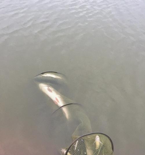 浮饵钓翘嘴的手法和技巧是什么？如何提高钓翘嘴的成功率？  第1张