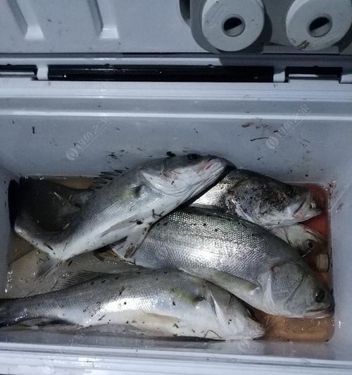 浮钩钓鲈鱼方法和技巧是什么？如何提高钓鲈鱼的成功率？  第1张