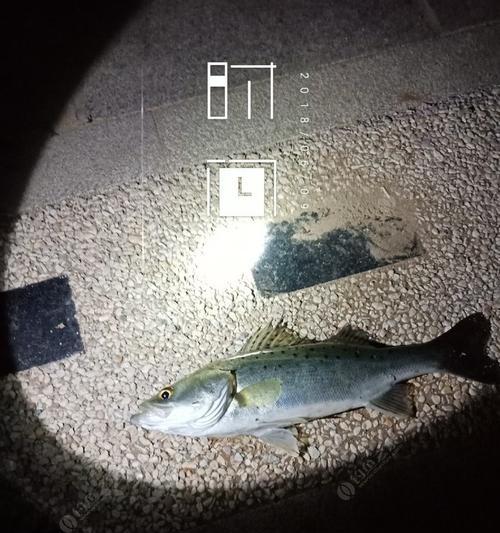 浮钩钓鲈鱼方法和技巧是什么？如何提高钓鲈鱼的成功率？  第3张