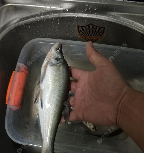浮钩钓翘嘴鱼技巧有哪些？如何提高钓获率？  第3张