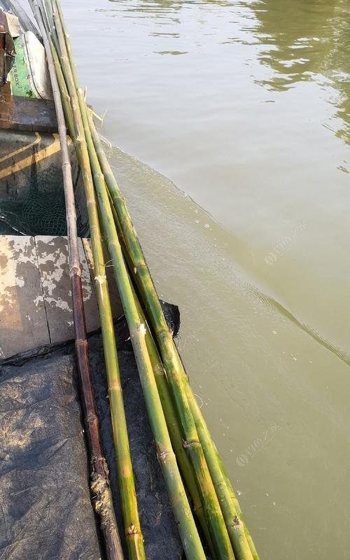 浮莲水域钓鱼技巧有哪些？如何提高钓鱼成功率？  第3张