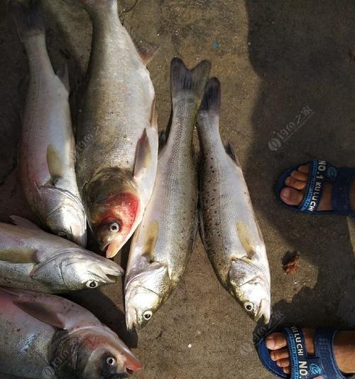 浮漂钓海鲈鱼的方法和技巧是什么？如何提高钓海鲈鱼的成功率？  第3张