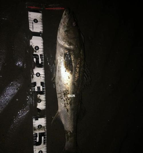 浮漂钓海鲈鱼技巧有哪些？如何提高钓海鲈鱼的成功率？  第1张