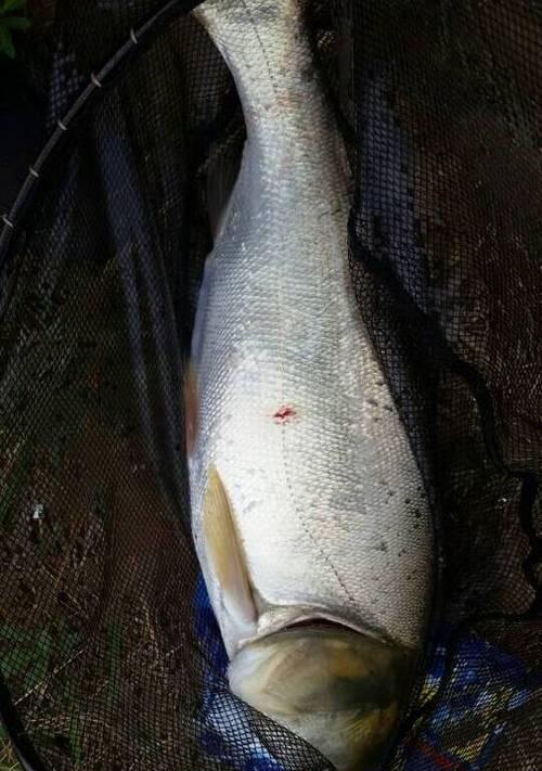 浮漂钓海鱼技巧有哪些？如何提高钓海鱼的成功率？  第2张