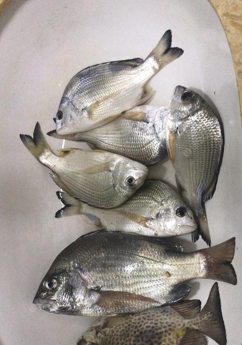 浮漂钓海鱼技巧有哪些？如何提高钓海鱼的成功率？  第1张