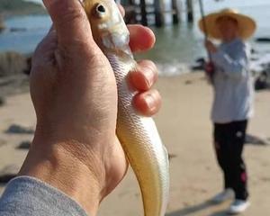 浮漂钓黄腊鱼技巧有哪些？如何提高钓黄腊鱼的成功率？  第3张