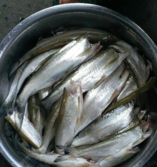 浮漂钓翘嘴的技巧和方法是什么？如何提高钓翘嘴的成功率？  第1张