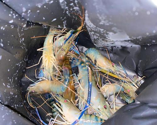 浮漂钓虾的方法和技巧是什么？如何提高钓虾的成功率？  第2张