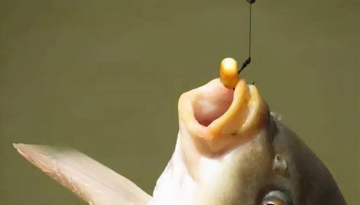 浮漂钓鱼调漂技巧和方法是什么？如何快速掌握？  第1张