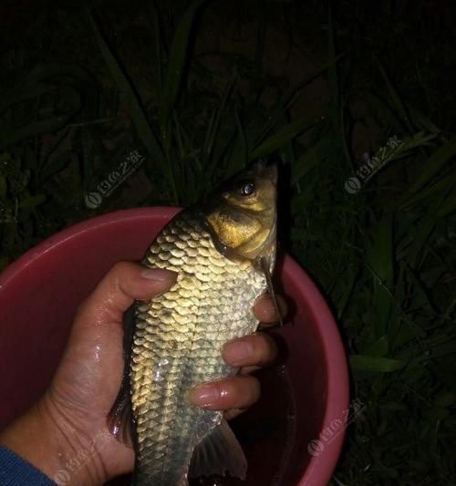 浮漂调钓夜钓必备技巧是什么？如何有效提升夜钓成功率？  第3张
