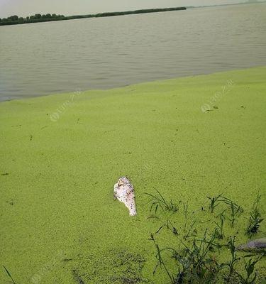 浮萍草钓鱼方法有哪些？如何运用技巧提高钓鱼效率？  第2张