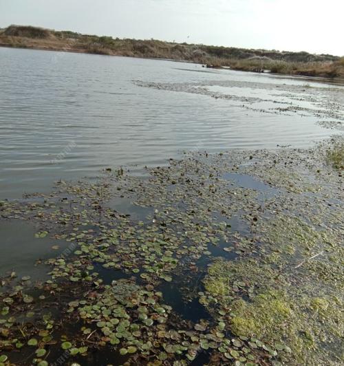 浮萍草钓鱼方法有哪些？如何运用技巧提高钓鱼效率？  第3张