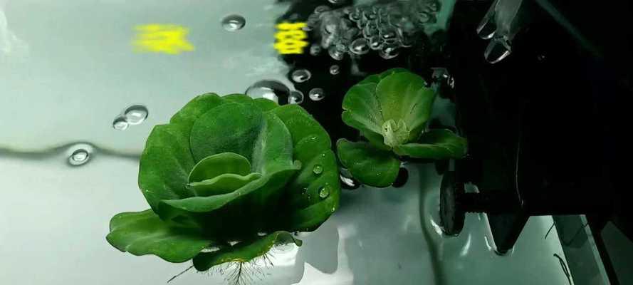 浮萍草钓鱼技巧和方法是什么？如何有效使用浮萍草进行钓鱼？  第1张