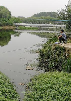 浮萍草钓鱼技巧和方法是什么？如何有效使用浮萍草进行钓鱼？  第2张