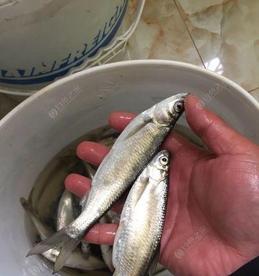 浮萍钓白条鱼技巧有哪些？如何提高钓获率？  第1张