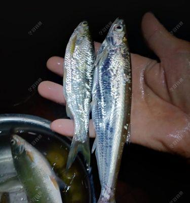 浮萍钓白条鱼技巧有哪些？如何提高钓获率？  第2张