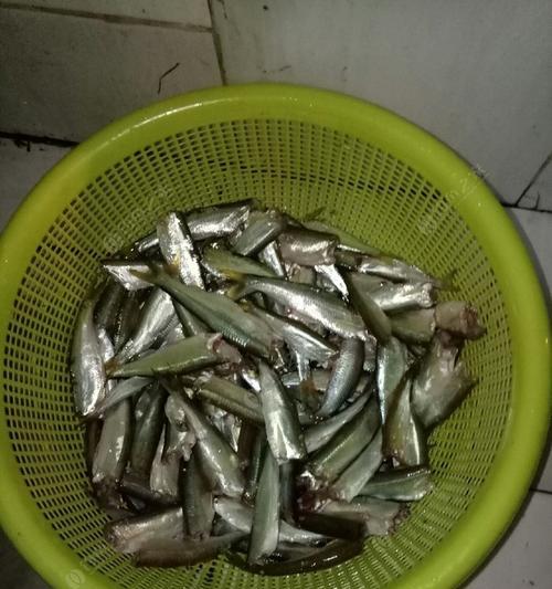 浮萍钓白条鱼技巧有哪些？如何提高钓获率？  第3张