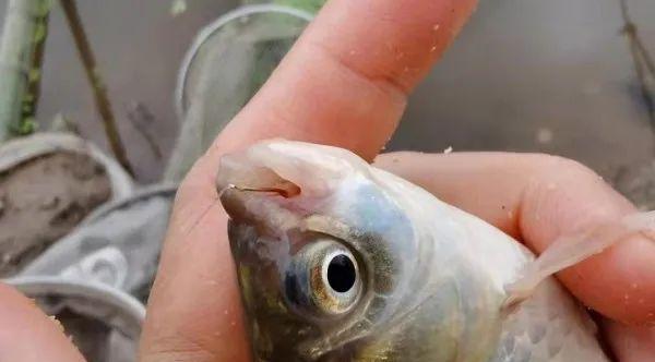 浮萍钓鲫鱼技巧有哪些？如何有效提高钓鲫鱼的成功率？  第3张