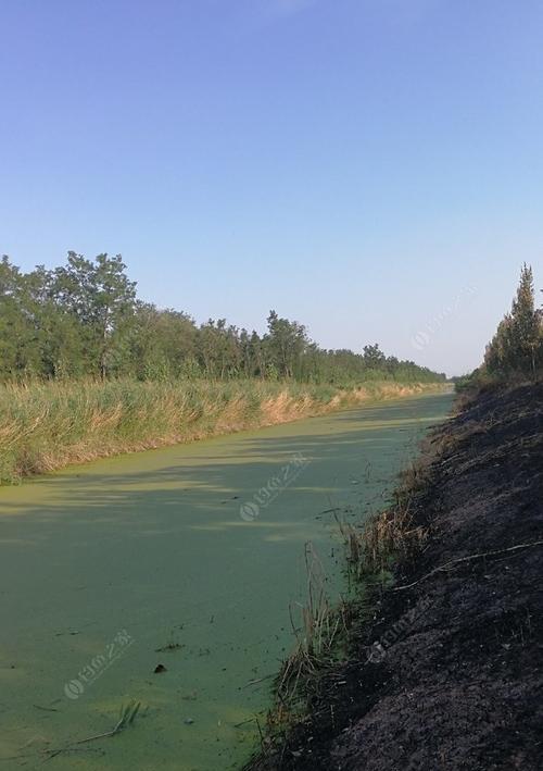 浮萍钓鲤鱼技巧有哪些？如何提高浮萍钓鲤鱼的成功率？  第3张