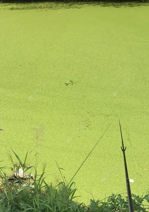 浮萍钓鱼技巧教程？如何提高浮萍钓鱼的成功率？  第3张