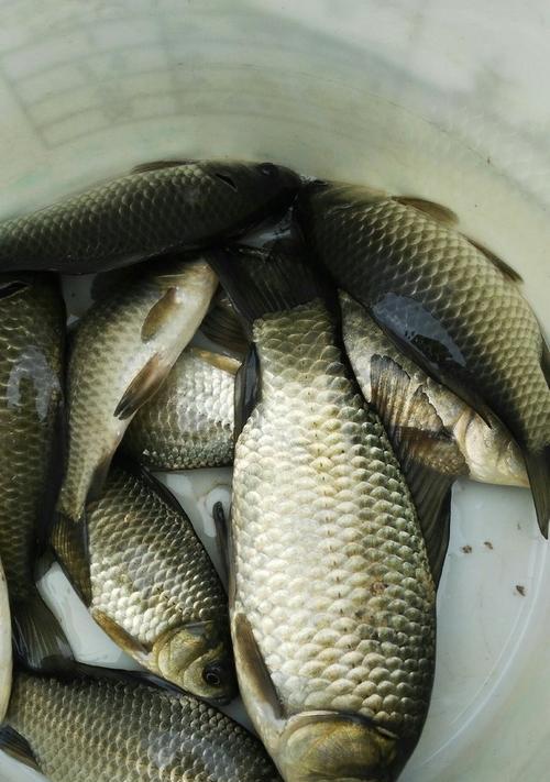 浮萍洞钓鲫鱼技巧和方法有哪些？如何提高钓鲫鱼的成功率？  第3张