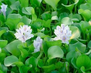 浮萍水草钓鱼技巧有哪些？如何提高钓鱼成功率？  第1张