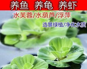 浮萍水草钓鱼技巧有哪些？如何提高钓鱼成功率？  第2张