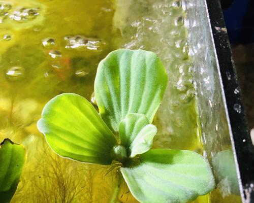 浮萍水草钓鱼技巧有哪些？如何有效利用水草提高钓鱼成功率？  第3张