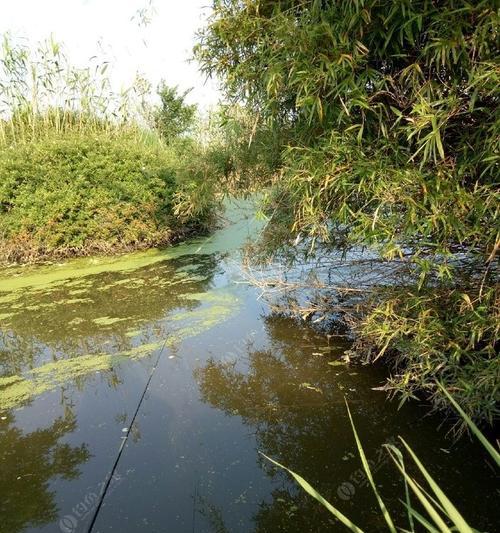 浮萍水面钓鱼技巧有哪些？如何提高浮萍水面钓鱼的成功率？  第1张