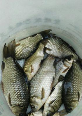浮萍塘钓大鲫鱼技巧是什么？如何提高钓获率？  第2张