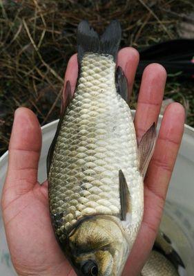浮萍塘钓大鲫鱼有哪些技巧？如何提高钓大鲫鱼的成功率？  第3张