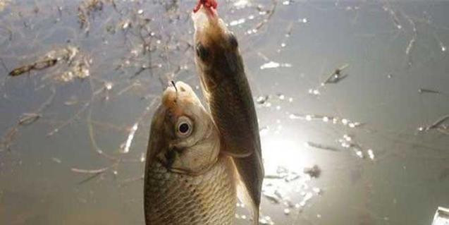 浮萍塘钓大鲫鱼有哪些技巧？如何提高钓大鲫鱼的成功率？  第2张